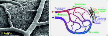 Developing blood vessels