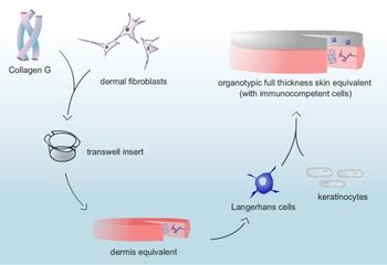 Integration of immune cells (Langerhans cells) into reconstructed human skin.