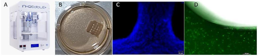 3D Bioprinting. A) Pneumatischer Mikroextrusionsdrucker; B) 3D Waffel-Gewebemodell; C) DAPI Färbung der Kerne und D) GFP Reportergenexpression im 3D Konstrukt