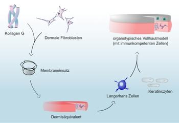 Integration von Immunzellen (Langerhans Zellen) in rekonstruierte Humanhaut.